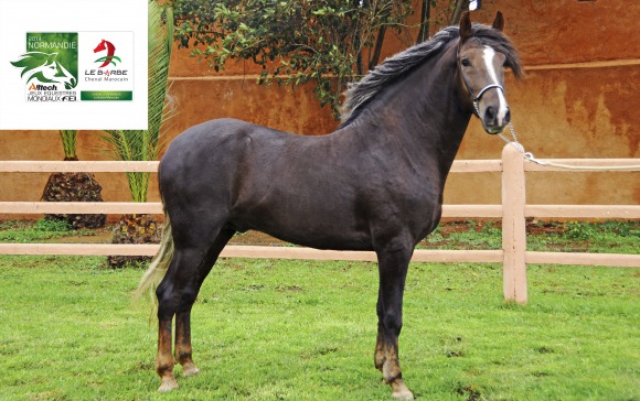 The Moroccan Barb Horse in the spotlight
