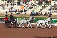 Driving - Dressage - Dick Lane - GBR - ©PSV Photos