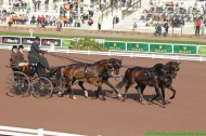 730 - Ijsbrand Chardon - NED - Driving - Dressage 04/09 - ©CO Normandie 2014/PSV